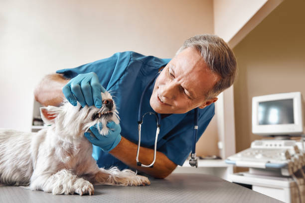 Best Emergency Treatment for Toothache in Rio Rancho Estates, NM